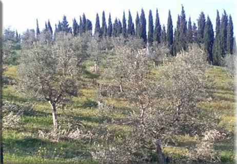 Silenzio, parla un olivo