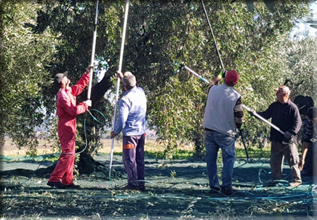 A San Martino in Pensilis olio da record