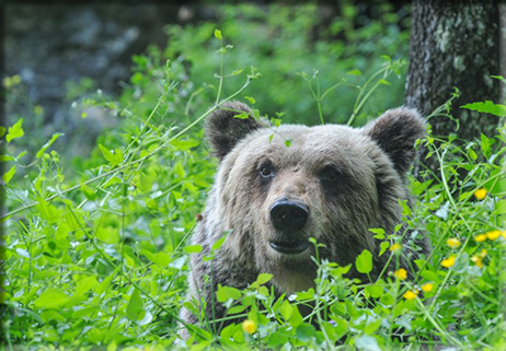 L’orso marsicano nel  Parco Nazionale d’Abruzzo, Lazio e Molise