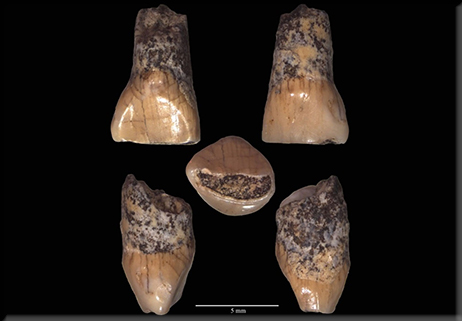 Paleolitico, finalmente il dentino