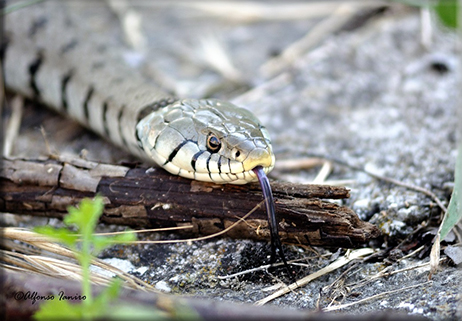 Serpenti in Molise