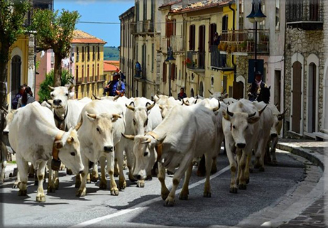 Molise, il fascino della transumanza