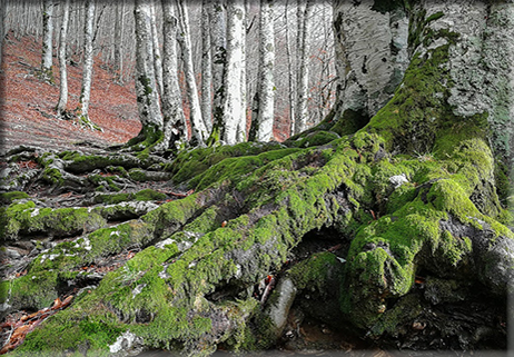 Contro l’inquinamento delle foreste