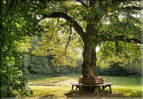 21 Novembre: Festa dell’Albero