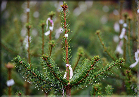 Un Natale eco-sostenibile è possibile