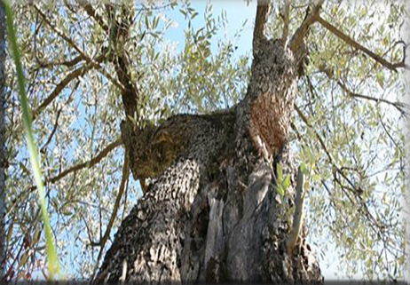 Olio, il Molise imbocca la strada giusta