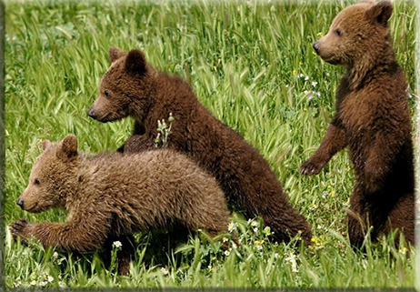 Orso marsicano: avvistati i primi cuccioli dell’anno