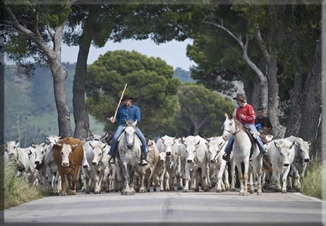 Frosolone: Ritorno dalla Transumanza