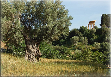 Porte aperte in giardini e parchi d’Italia