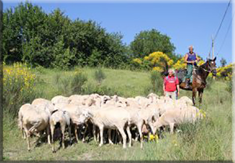 Il Molise narrato