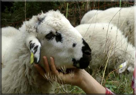 ‘‘Razze ovine a rischio? È tempo di riscatto’’