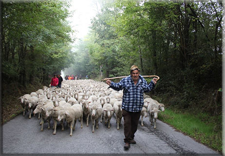 Venite a camminare con noi sul Tratturo