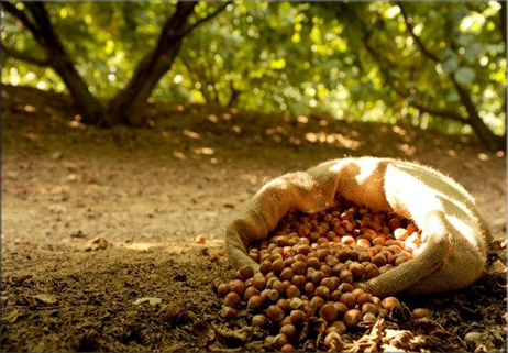 Abruzzo e Molise nel ‘progetto nocciola Italia’