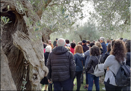 Camminata tra gli olivi