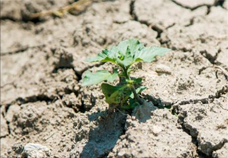 Clima, in Italia la siccità è spaventosa