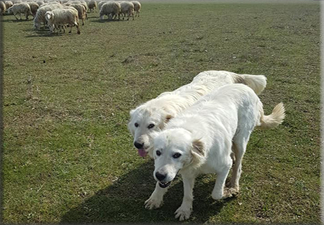 Il cane pastorale