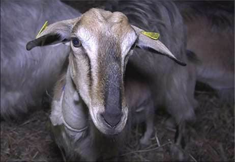 La capra di Montefalcone