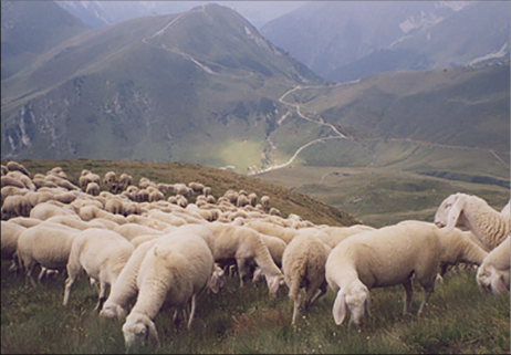 Pecore stanziali e non transumanti