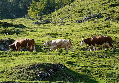 La Transumanza verso l’Unesco