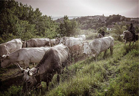 Molise, ecco la vitamina M