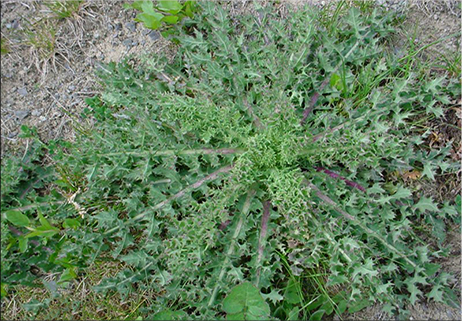 Erbe di campo da riscoprire