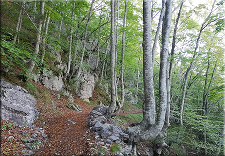 Covid: i benefici del camminare