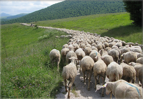 Tratturo, la linea di massimo sviluppo del Molise