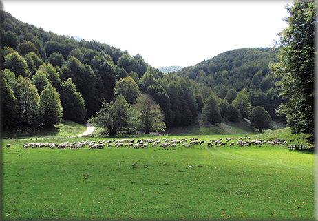 Sul Matese tra foreste primigenie e praterie primarie