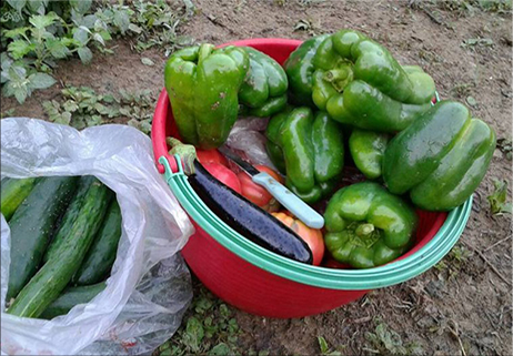 L’agricoltura di domani: Piccola, locale e naturale