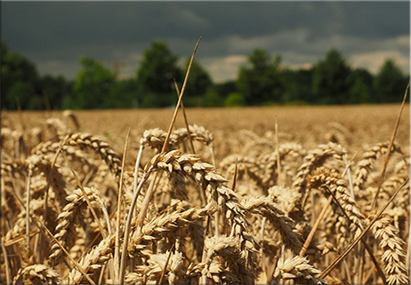 Grano, i pastifici lanciano l’allarme