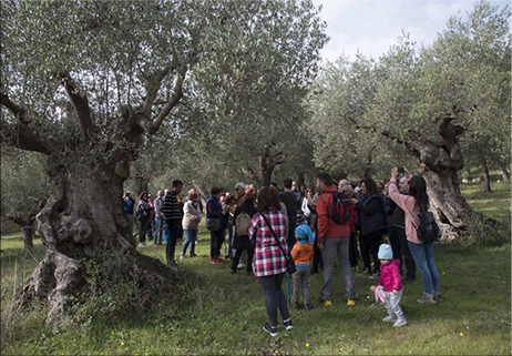 “Camminata tra gli ulivi”