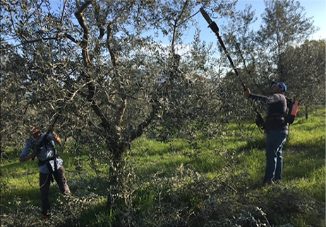 La potatura deli olivi “Gentile di Larino”