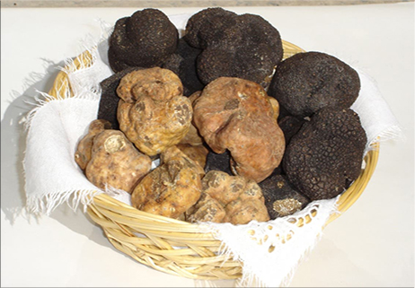 Tartufo bianco, l’ambasciatore speciale del Molise