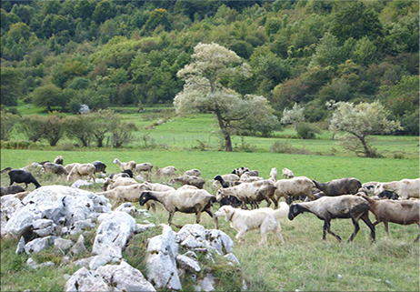 Il Matese pastorale e un po’ agricolo