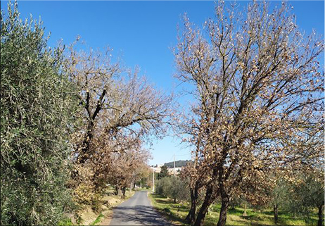 Le vie degli alberi 