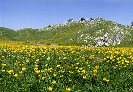 Quel mazzolin di fiori che vien dal… Matese