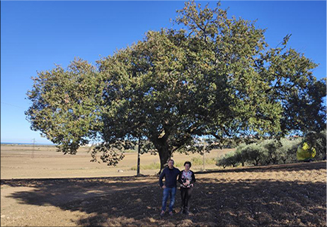 L’albero monumentale