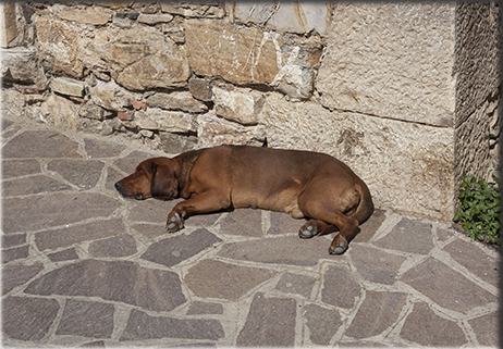 “Resta pur sempre un cane”